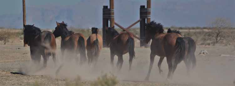 mustangs
